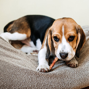 I principali nutrienti del cibo per animali domestici
