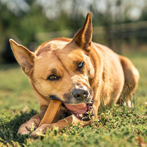 Qual è la funzione degli snack per animali domestici?